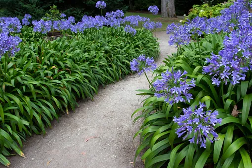 Лук голубой (Allium caeruleum Pall ...