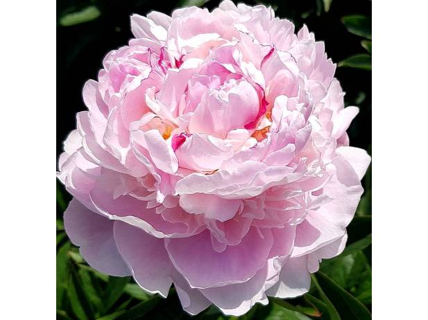 Пион гибридный Quitzin /Paeonia hybrid/ - Пионы - Kаталог ...