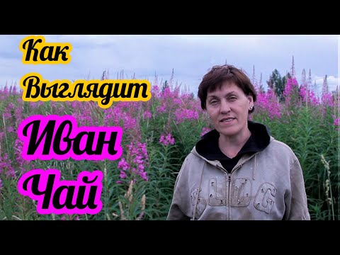 Мойчай | Медиа