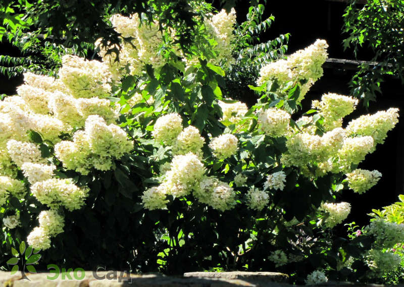 ᐉ Растение Гортензия метельчатая Юник / Hydrangea paniculata ...