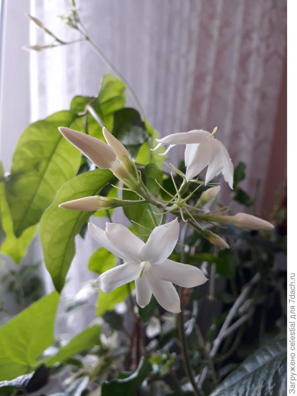 Жасмин многоцветковый (Jasminum polyanthum Franch ...