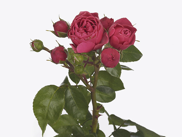 Oso Easy® Strawberry Crush Landscape Rose - Кантри - Сад ...