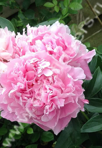 Beautiful girl with red hair near giant peony pink flowers ...