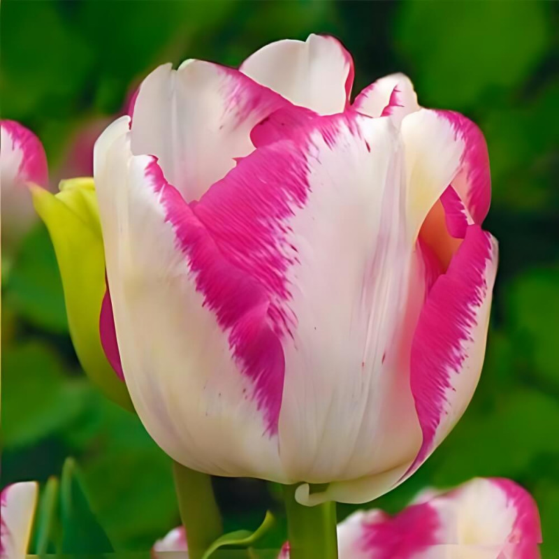 Tulipa Triumph 'Strong Fire' Tulip from ...