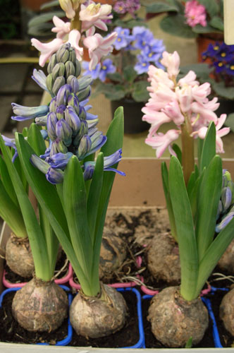 Гиацинт - Hyacinthus: фото, условия ...