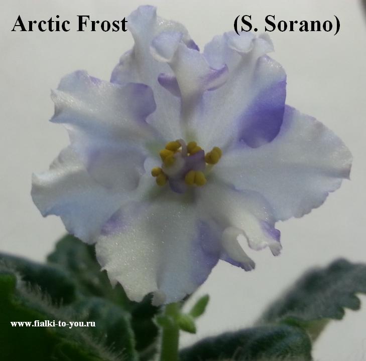 Arctic Frost (Sorano)