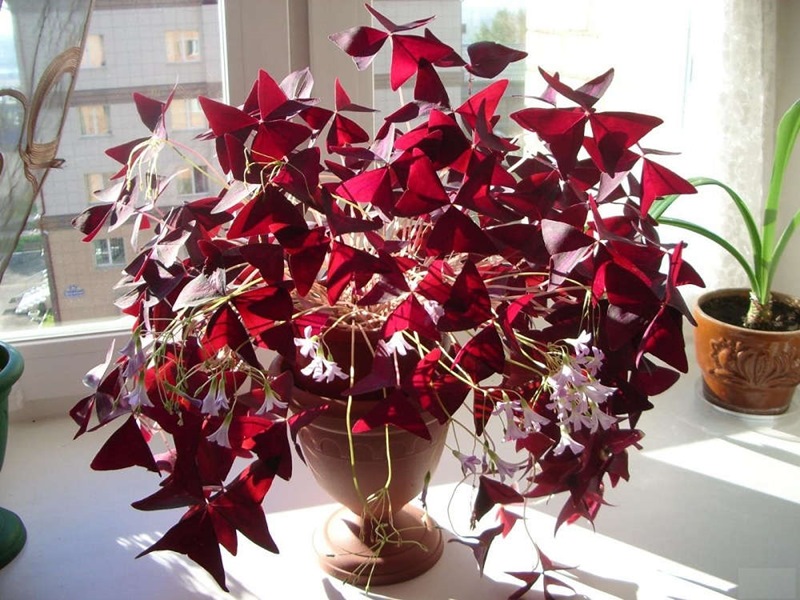 Кислица треугольная (Oxalis triangularis) - «Фиолетовые ...