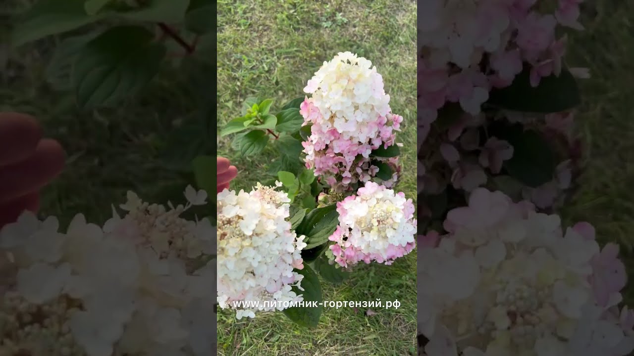 Гортензия метельчатая Бэби Лейс: купить саженцы Hydrangea ...