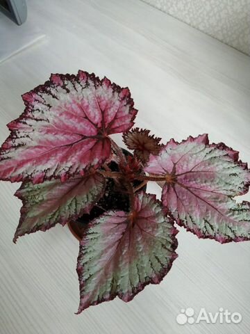 Begonia Sakura-color by I Love Photo ...