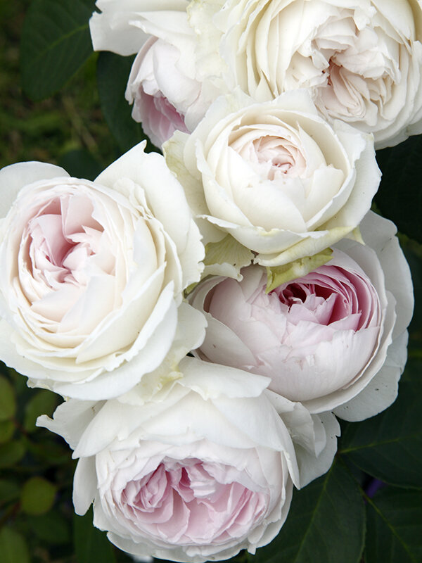 Earth Angel | Trevor White Roses | Roses Direct From Grower