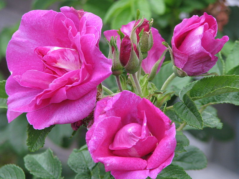 Файл:Rosa sp.109.jpg — Википедия