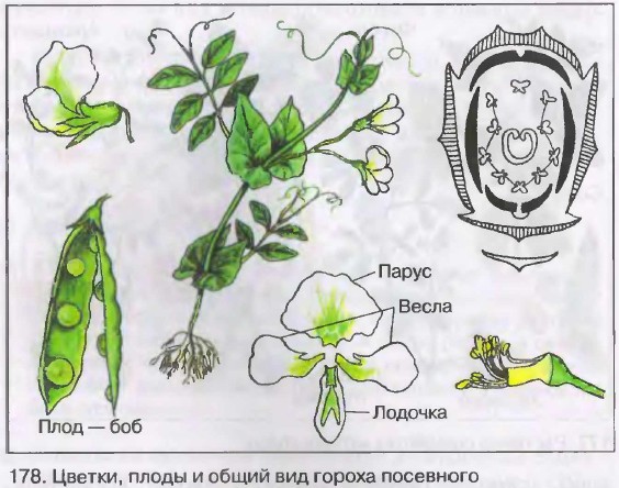 Модель Цветок гороха: купить для школ и ДОУ с доставкой по ...