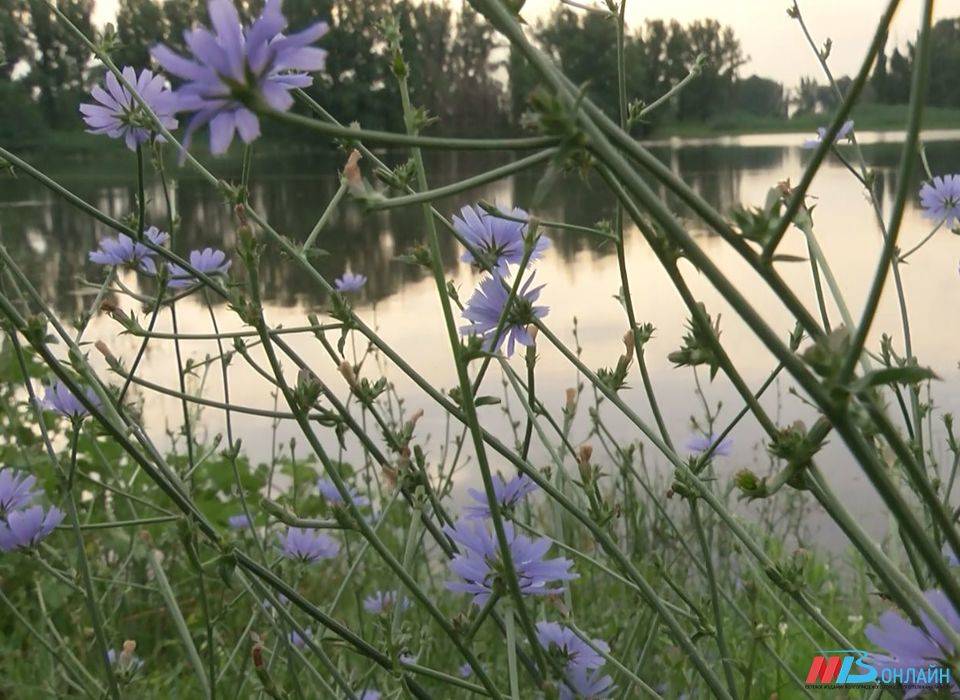 Цветок мужегон: народные приметы и ...