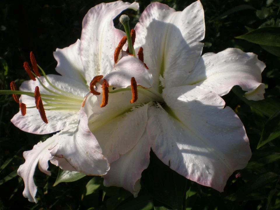 Lilium Marco Polo (PL) per 1