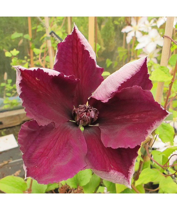 Buy late large flowered clematis (group ...