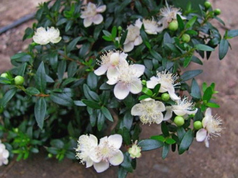 Мирт Вариегатный (Myrtus communis) до 20 см. Комнатный ...