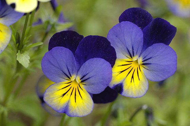 Фиалка мотыльковая (Viola papilionacea) - описание сорта ...