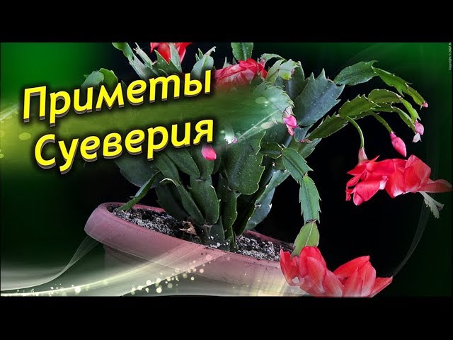 Язык цветов. Декабрист (Марина Геннадиевна Куликова) / Проза.ру