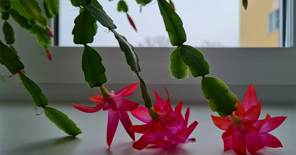 Schlumbergera gaertneri (Regel) E ...