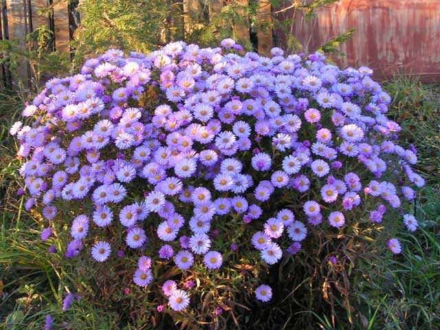 Астра альпийская (Aster alpinus ...