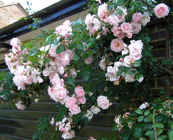 Rose, Climbing, New Dawn, Climbing Roses: Edmunds' Roses