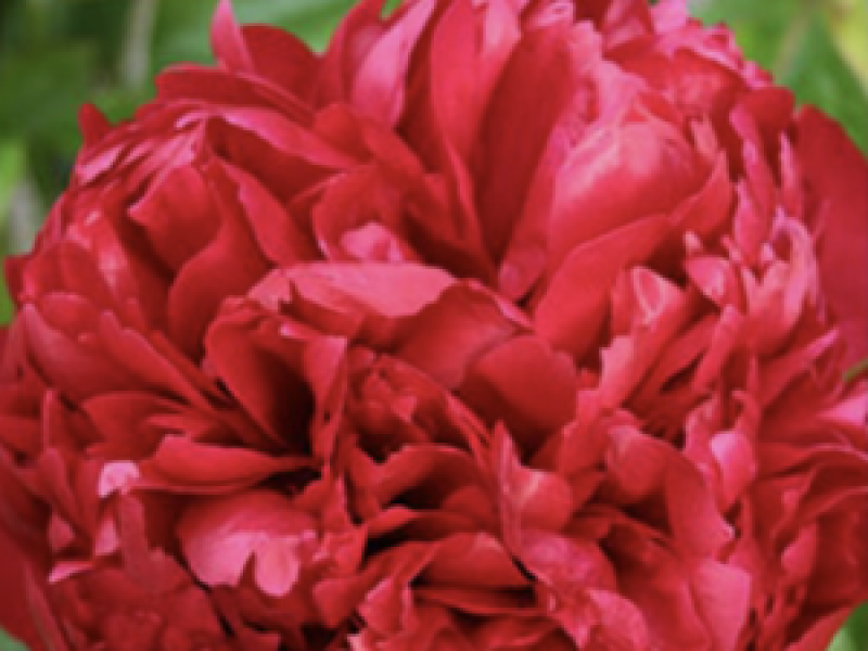 Paeonia 'Christmas Velvet' - Садовые ноты