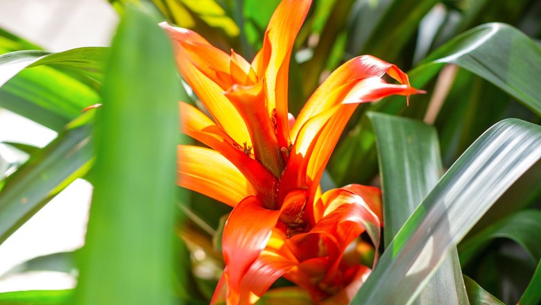 Гузмания Orangery guzmania mix 12/50 (1000745310) купить в ...