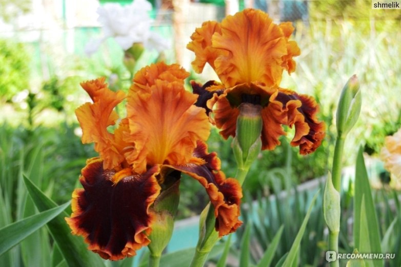 Irises from protein ...