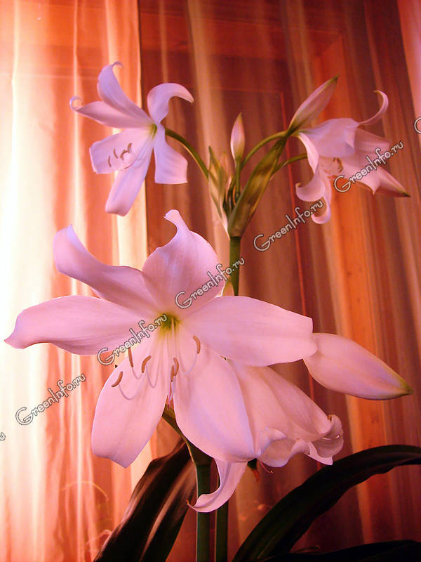 Pancratium speciosum Salisb ...