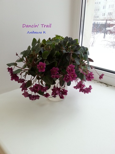 Dancin' Trail (S. Sorano) - VIOLETVIOL PLANTS COLLECTION