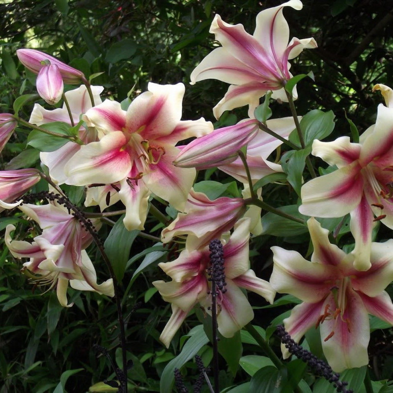 Baumlilie 'Lavon', Lilium 'Lavon' cremeweiß mit roten ...