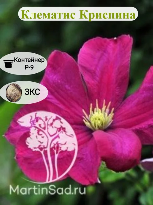 Клематис альпийский Памела Джекман (Clematis alpina Pamela ...