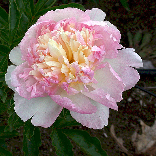 Raspberry Sundae Peony - Etsy