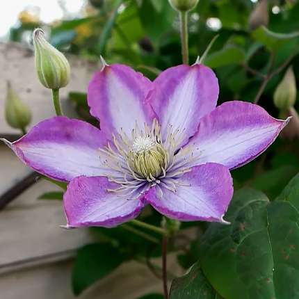 Клематис Литтл Мермэйд . Clematis Little Mermaid . Русалочка ...