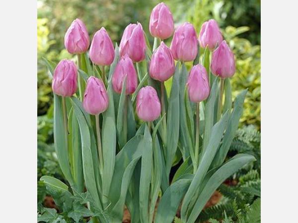 Aafke | Onings Holland Flowerbulbs