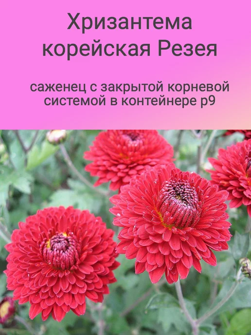 Букет цветов «Сверкающий астероид» | АРОМА РОЗА купить букет ...