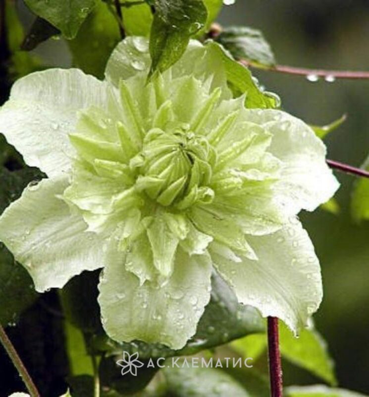 Клематис флорида (Clematis florida Thunb.) – Вьющиеся ...