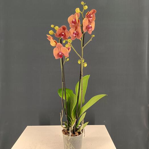 Орхидея Phalaenopsis Goya (отцвёл)