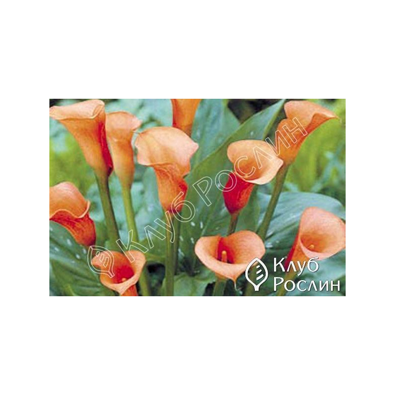 Калла (Zantedeschia) Red Sox – купить в ...