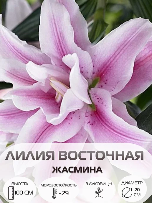 ОТ-гибриды - Лилия/Lilium - Садовый центр ЛЕТО