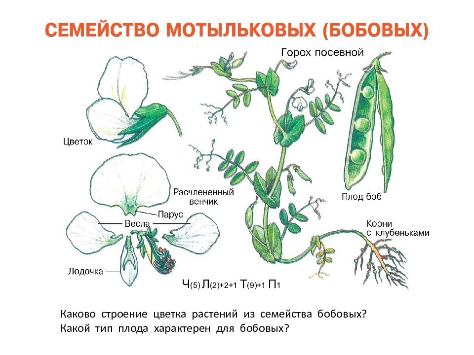 5.2. Структура и функция цветка покрытосеменных [1982 Фегри К ...