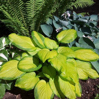 Hosta.com.ua. Хоста Afterglow ...