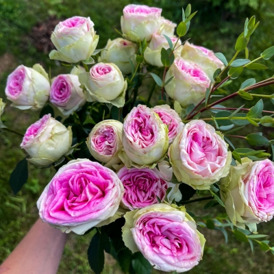 Rose Shaped Ice Cream - Milano ...