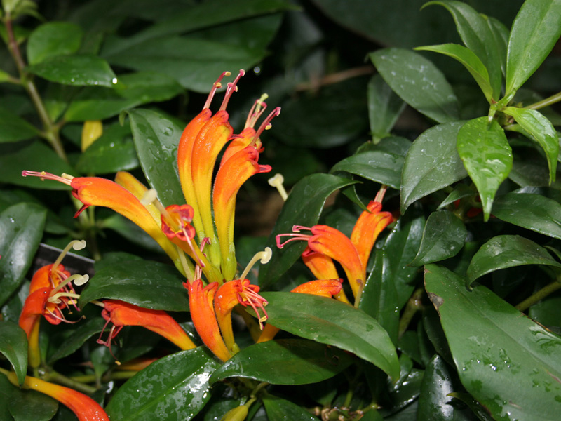 12 783 рез. по запросу «Lipstick plant ...