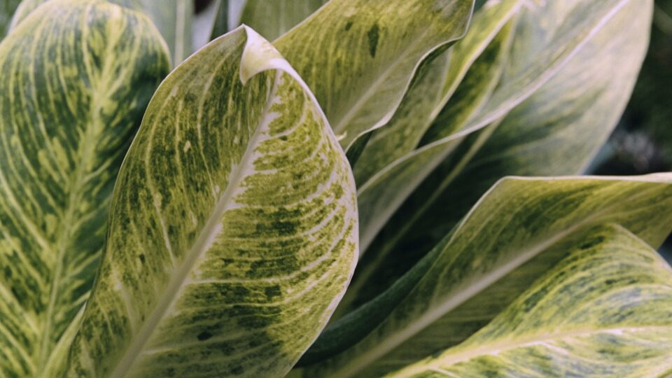 Тропическое комнатное растение Maranta Leuconeura Fascinator ...