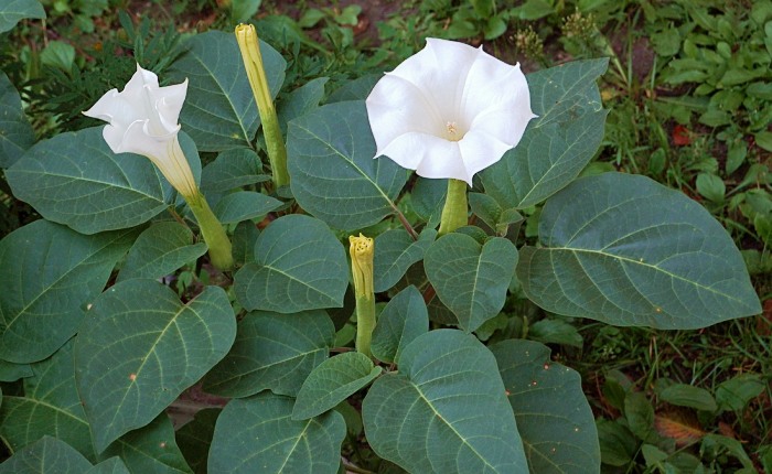 Дурман душистый (Datura suaveolens) — описание, выращивание ...