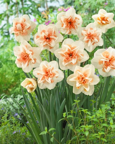 Narcissus 'Delnashaugh' — Atacado de Plantas FlorAccess