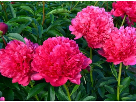 Paeonia hybride Command Performance ...