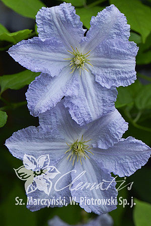 Clematis Crispa Angel C2 R Viorna G.