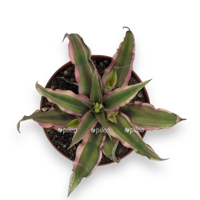 Криптантус Рубин Стар (Cryptanthus Rubin Star) D5см - купить ...